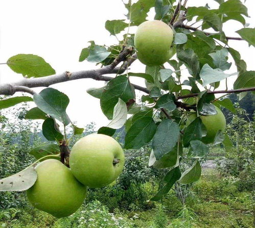 苹果坐果期病虫害如何防治 科学种植是关键,助农增产增收