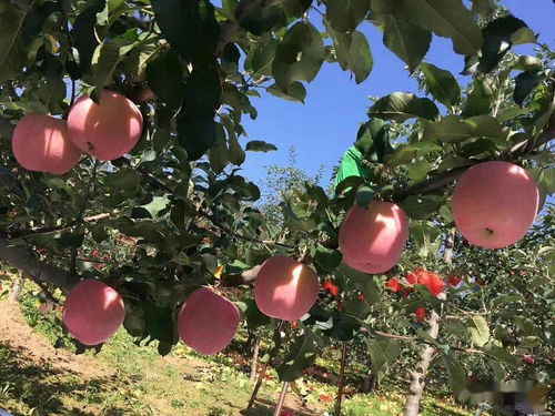 现在栽培种植苹果有前途吗 关键要做到 一清一明 并防范 三大陷阱